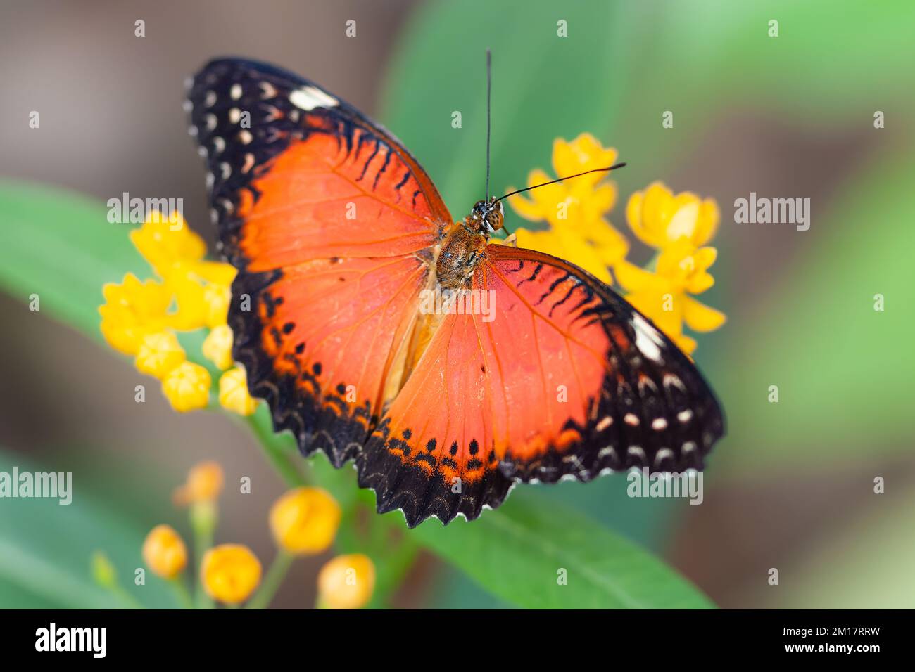 Eine Nahaufnahme eines Cethosia biblis (roter Schnapper) auf einer gelben Blume Stockfoto