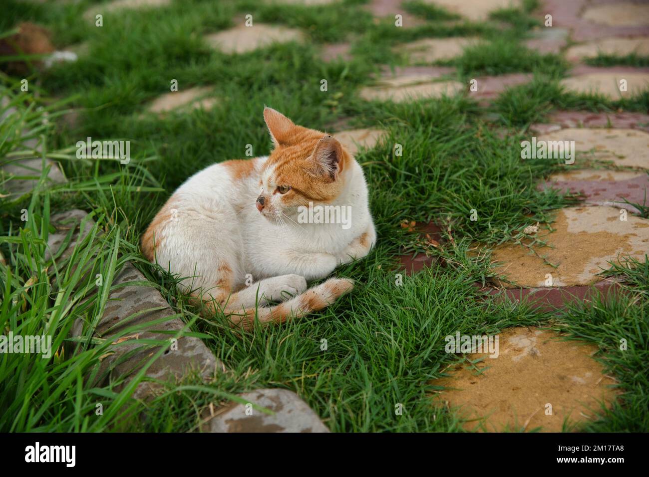 corniche , lange Küste des Roten Meeres in Dschidda, Stockfoto