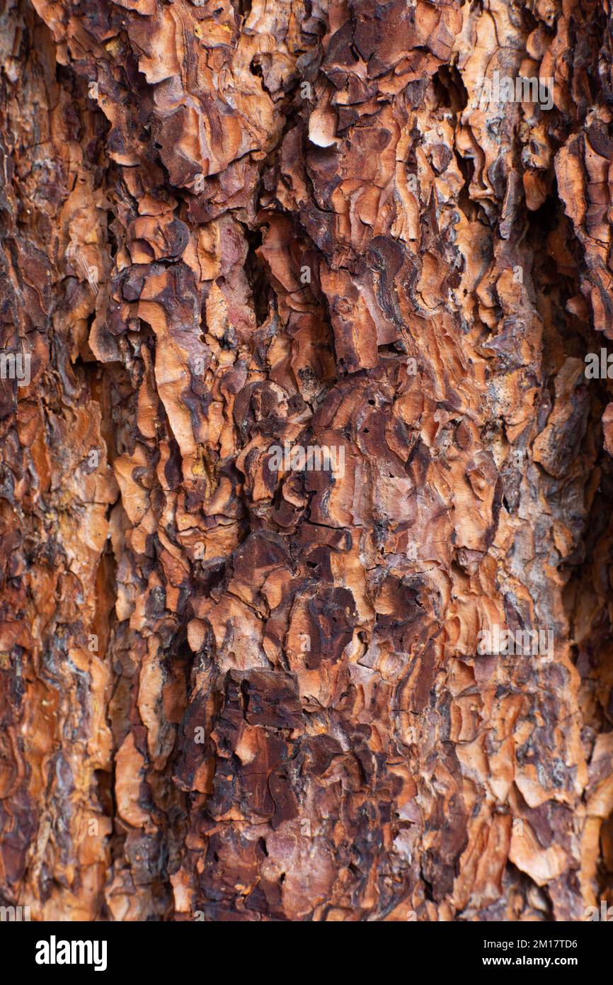 Die Rinde auf einer Ponderosa Pine, Pinus ponderosa subsp. ponderosa, in Troja, Montana. Die junge Ponderosa-Kiefer ist dunkelbraun bis fast schwarz Stockfoto