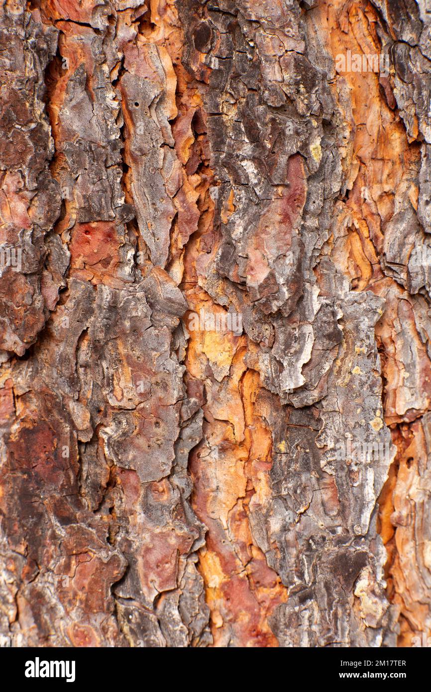 Die Rinde auf einer Ponderosa Pine, Pinus ponderosa subsp. ponderosa, in Troja, Montana. Die junge Ponderosa-Kiefer ist dunkelbraun bis fast schwarz Stockfoto