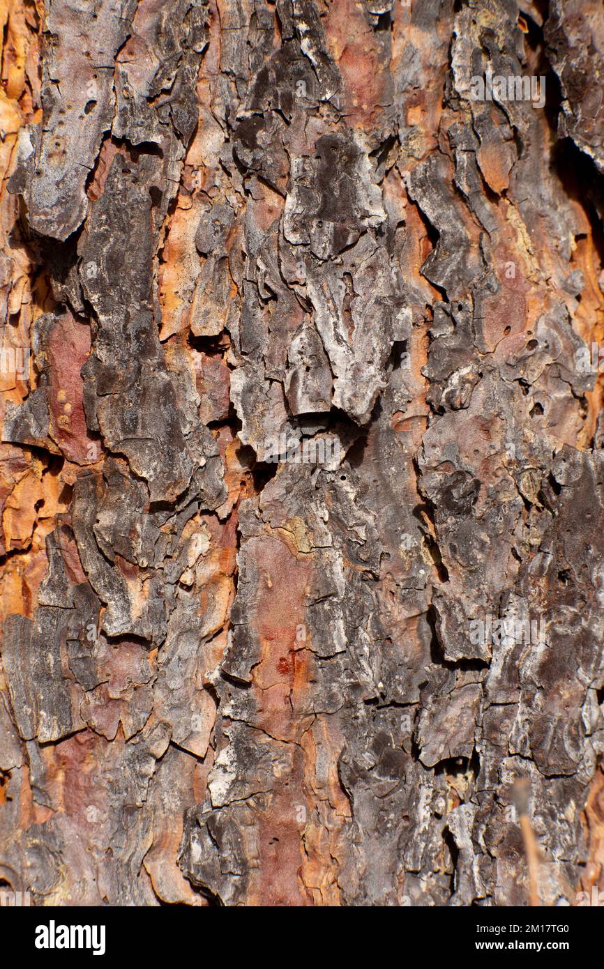 Die Rinde auf einer Ponderosa Pine, Pinus ponderosa subsp. ponderosa, in Troja, Montana. Die junge Ponderosa-Kiefer ist dunkelbraun bis fast schwarz Stockfoto