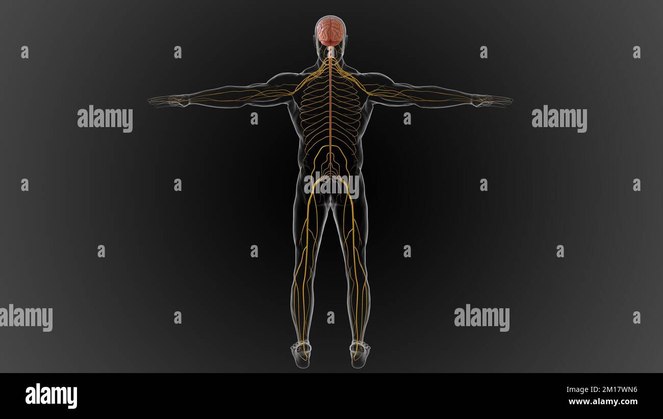 Das zentrale Nervensystem besteht aus dem Gehirn und dem Rückenmark 3D-Abbildung Stockfoto