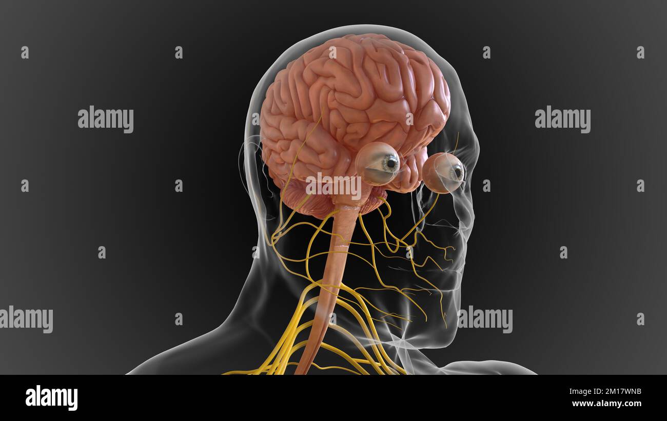 Das zentrale Nervensystem besteht aus dem Gehirn und dem Rückenmark 3D-Abbildung Stockfoto