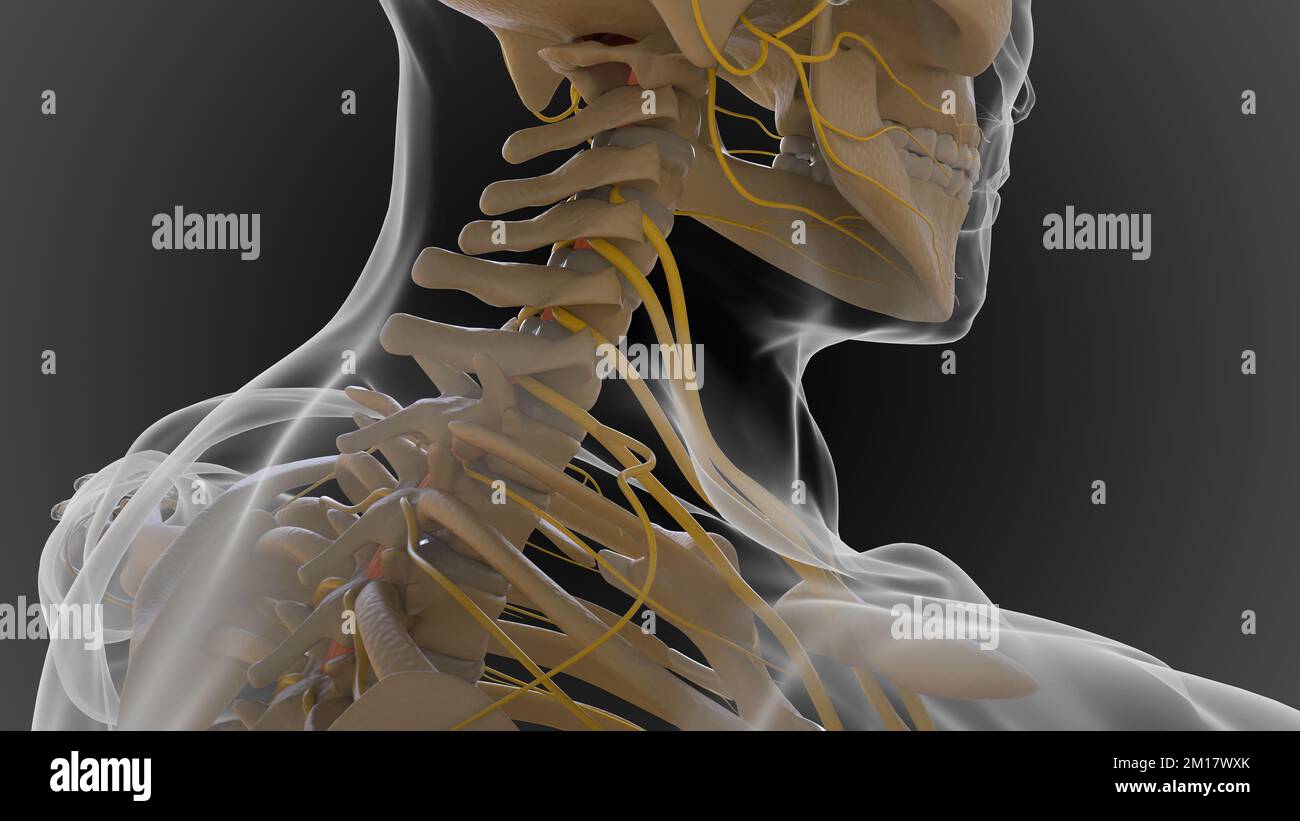 Das knöcherne Skelett ist in 2 Teile des axialen Skeletts und das appendiculäre Skelett unterteilt (3D-Darstellung) Stockfoto