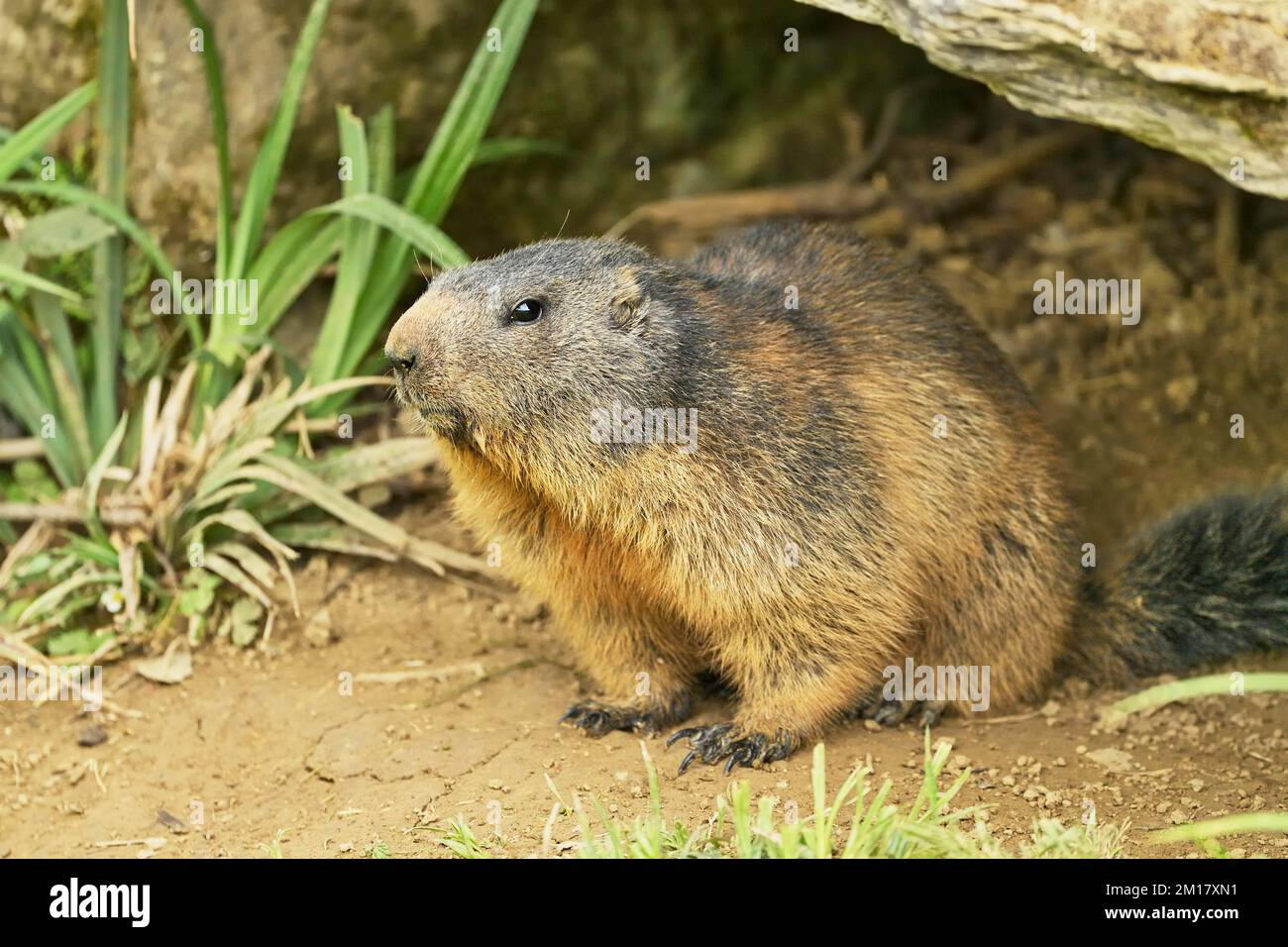 Alpenmarotte (Marmota marmota), vor seiner Höhle, Schweiz, Europa Stockfoto