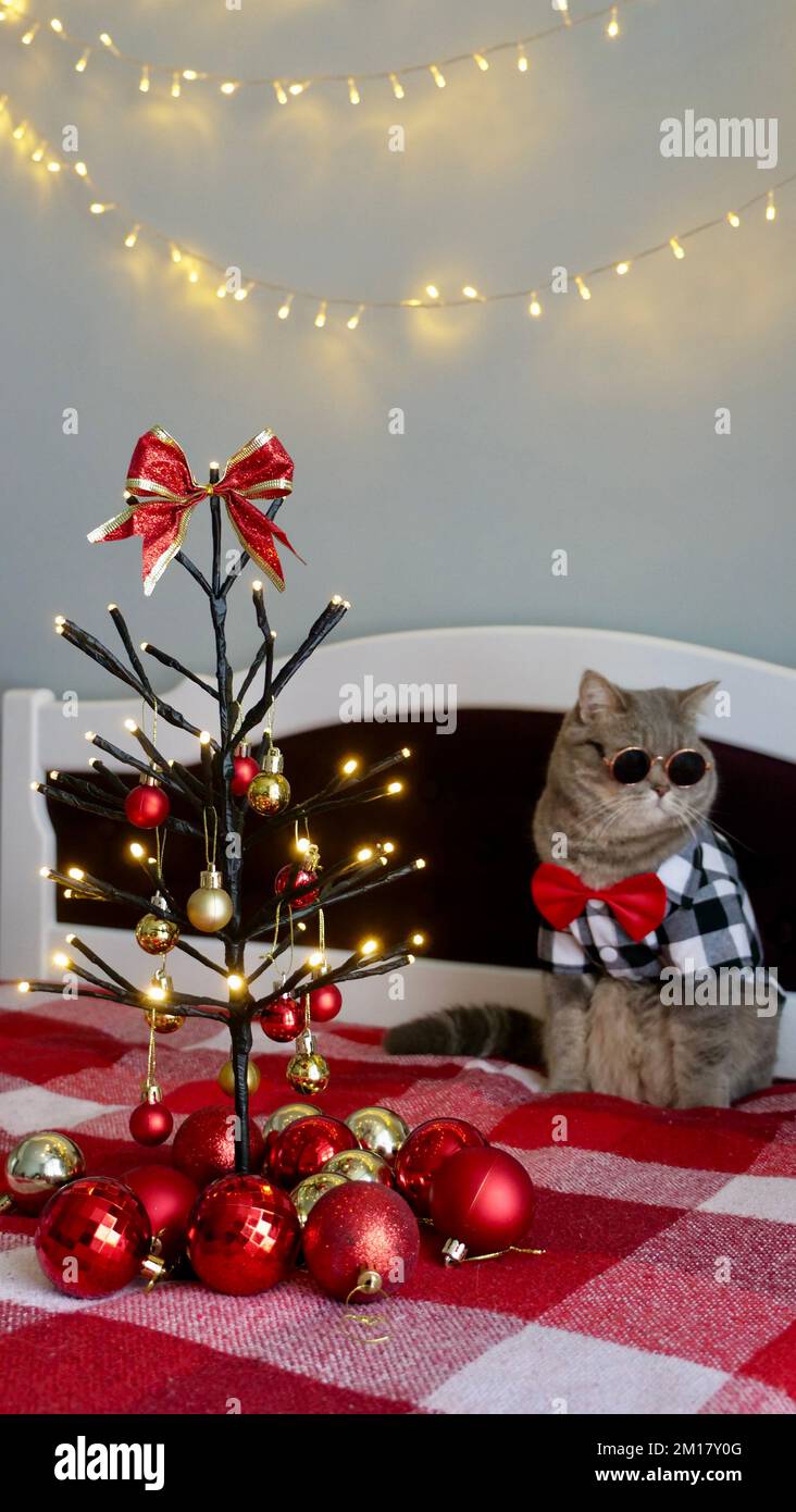 Die schottische, gerade graue Katze zu Hause auf dem Bett feiert ein frohes Weihnachten und ein frohes neues Jahr 2023 in einem Hemd und einer roten Krawatte. Am 25. Dezember 2023 gläsert sie einen dekorativen Weihnachtsbaum. Stockfoto