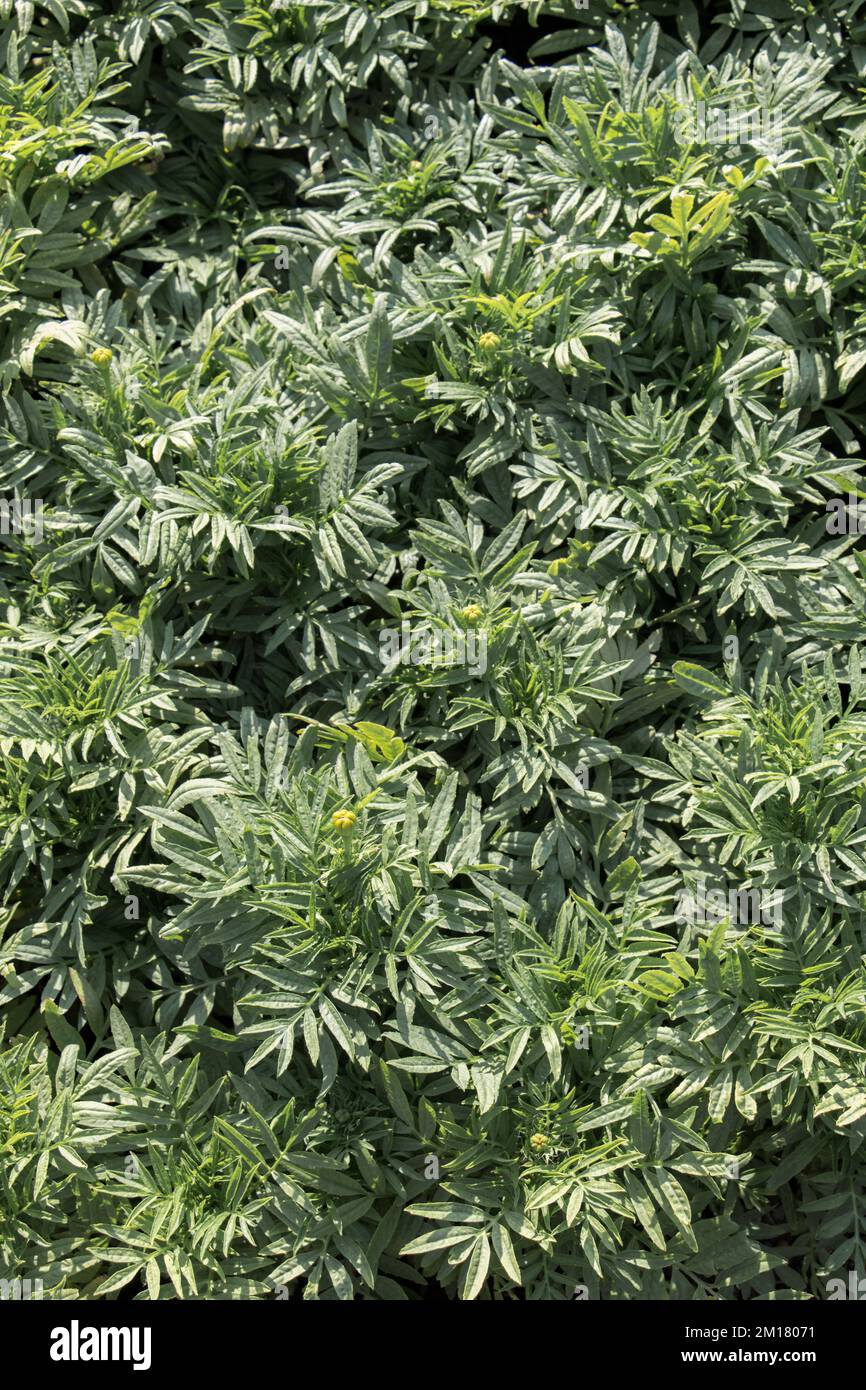 Grüne Blätter als Natur Hintergrund Textur Stockfoto