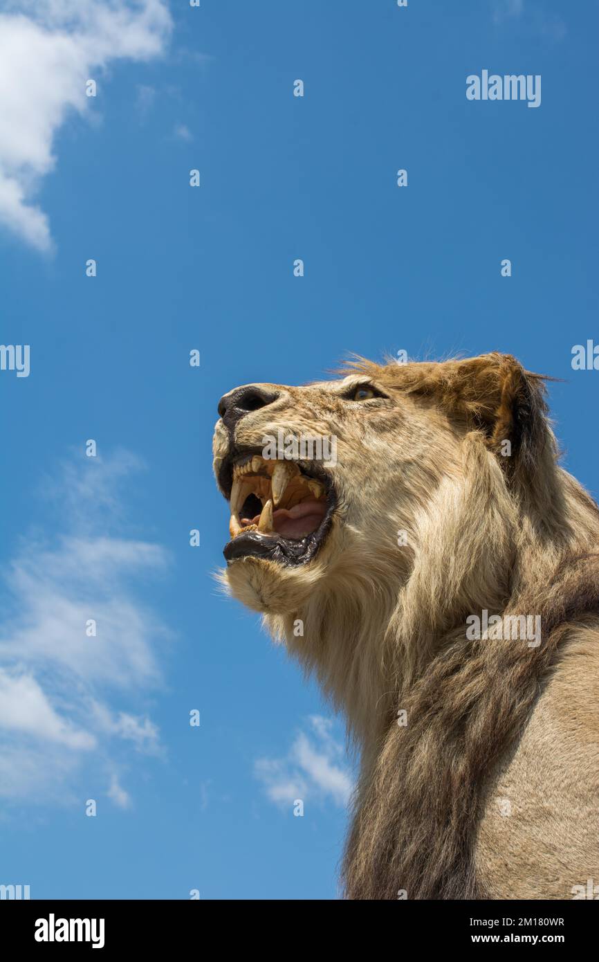 Leiter des ausgestopften Löwen mit offenem Mund in Aussicht Stockfoto