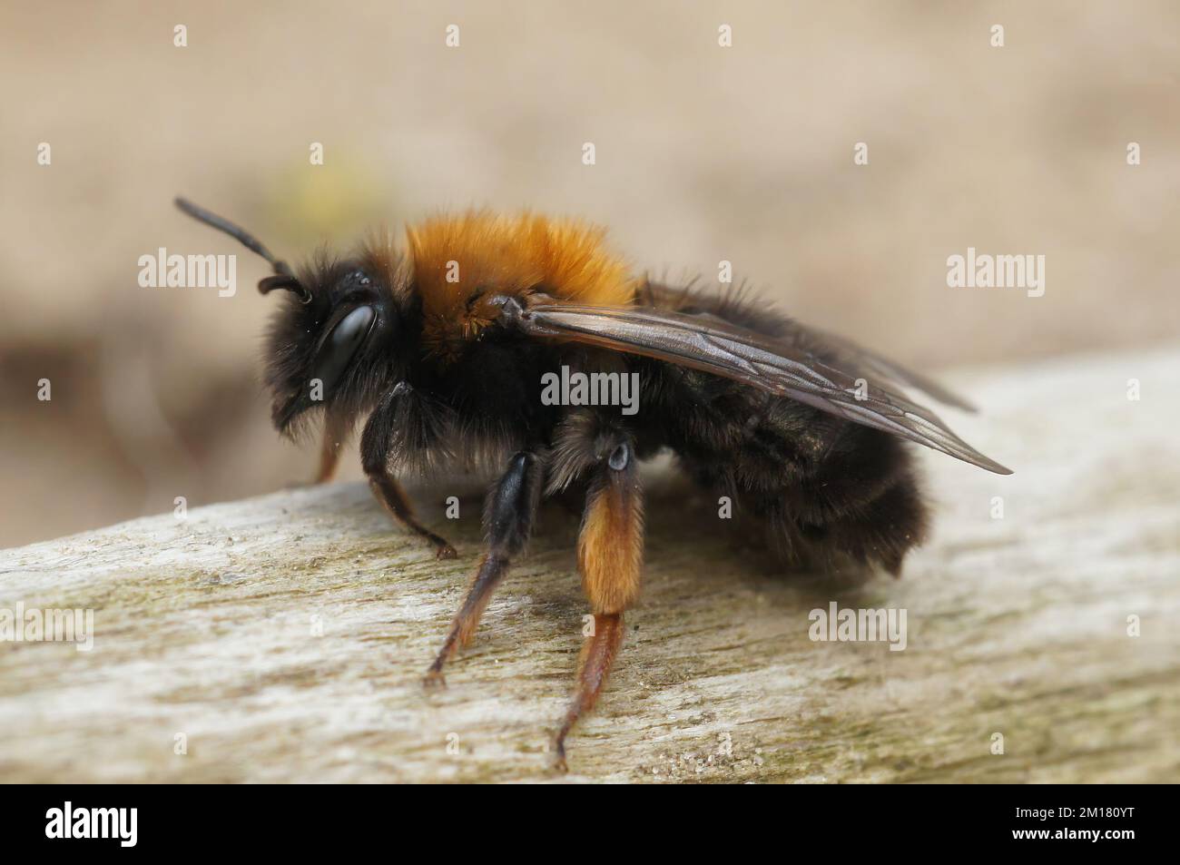Natürliche Nahaufnahme einer weiblichen Clarkes Bergbaubiene, Andrena Clarkella, die auf Holz sitzt Stockfoto