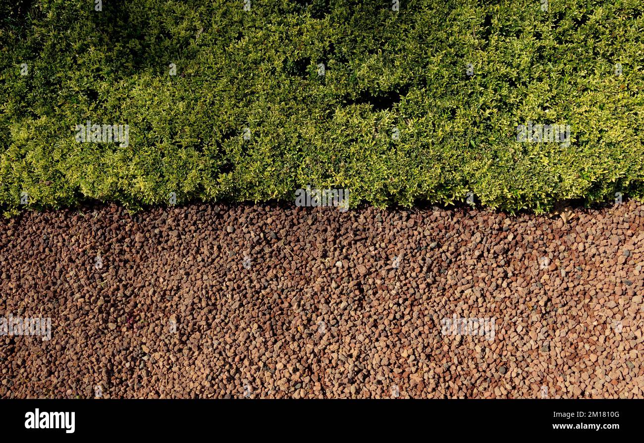 Grüne Pflanzen als Natur Hintergrund Textur Stockfoto