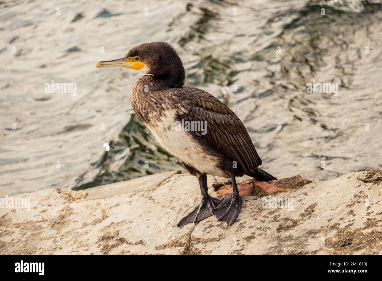 Süße Vogel als Bild der Tierwelt und Natur Stockfoto