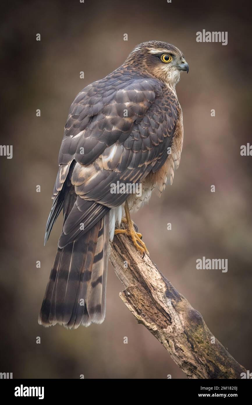 Juvenile männliche Sperber-Raubvogel. Wilder Falke in Großbritannien, fotografiert in West Yorkshire Stockfoto