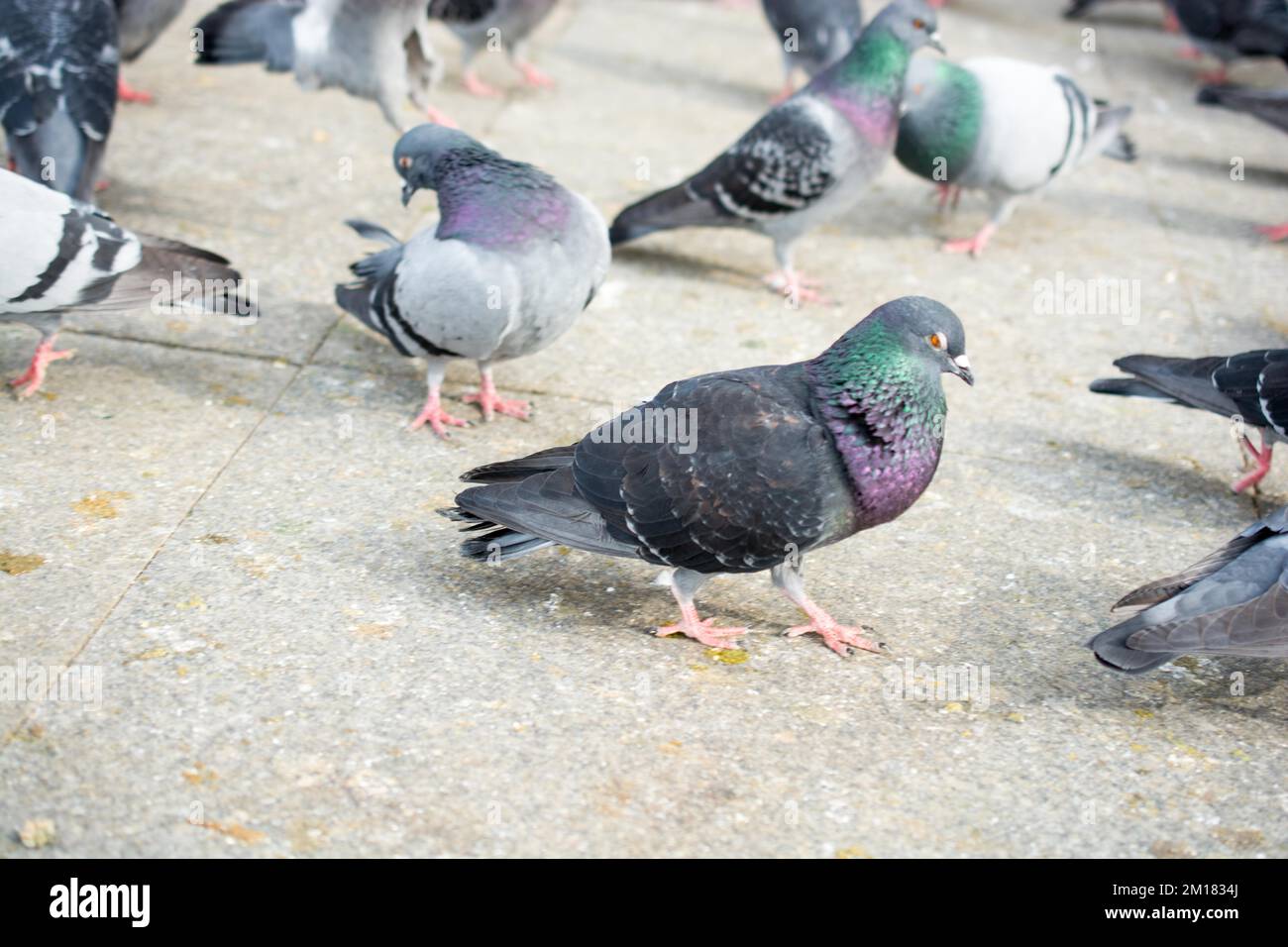 Tauben in der Straße an einem sonnigen Tag Stockfoto