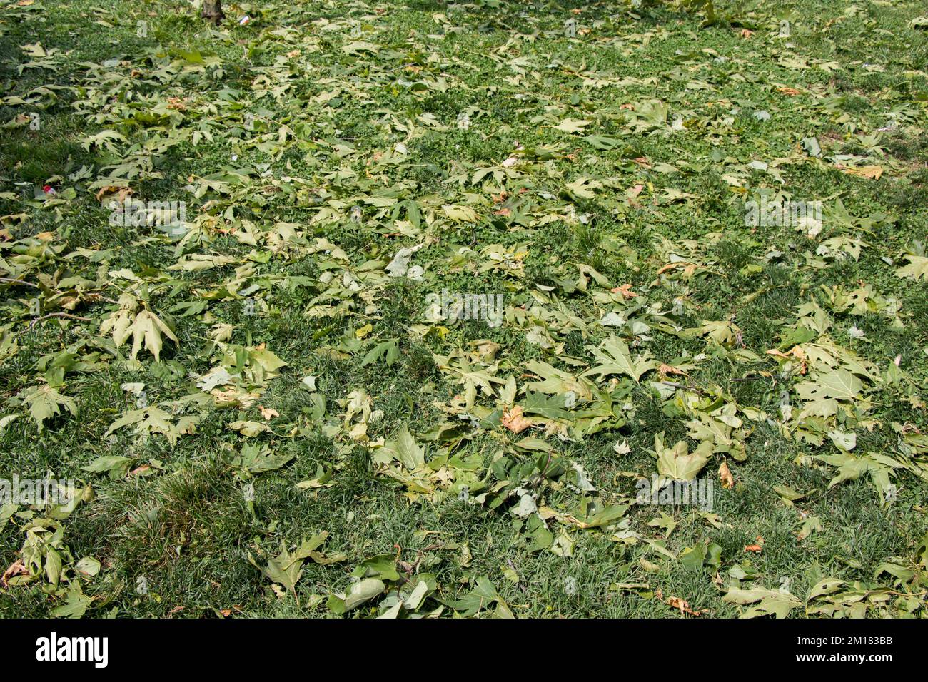 Grüne Blätter als Natur Hintergrund Textur Stockfoto