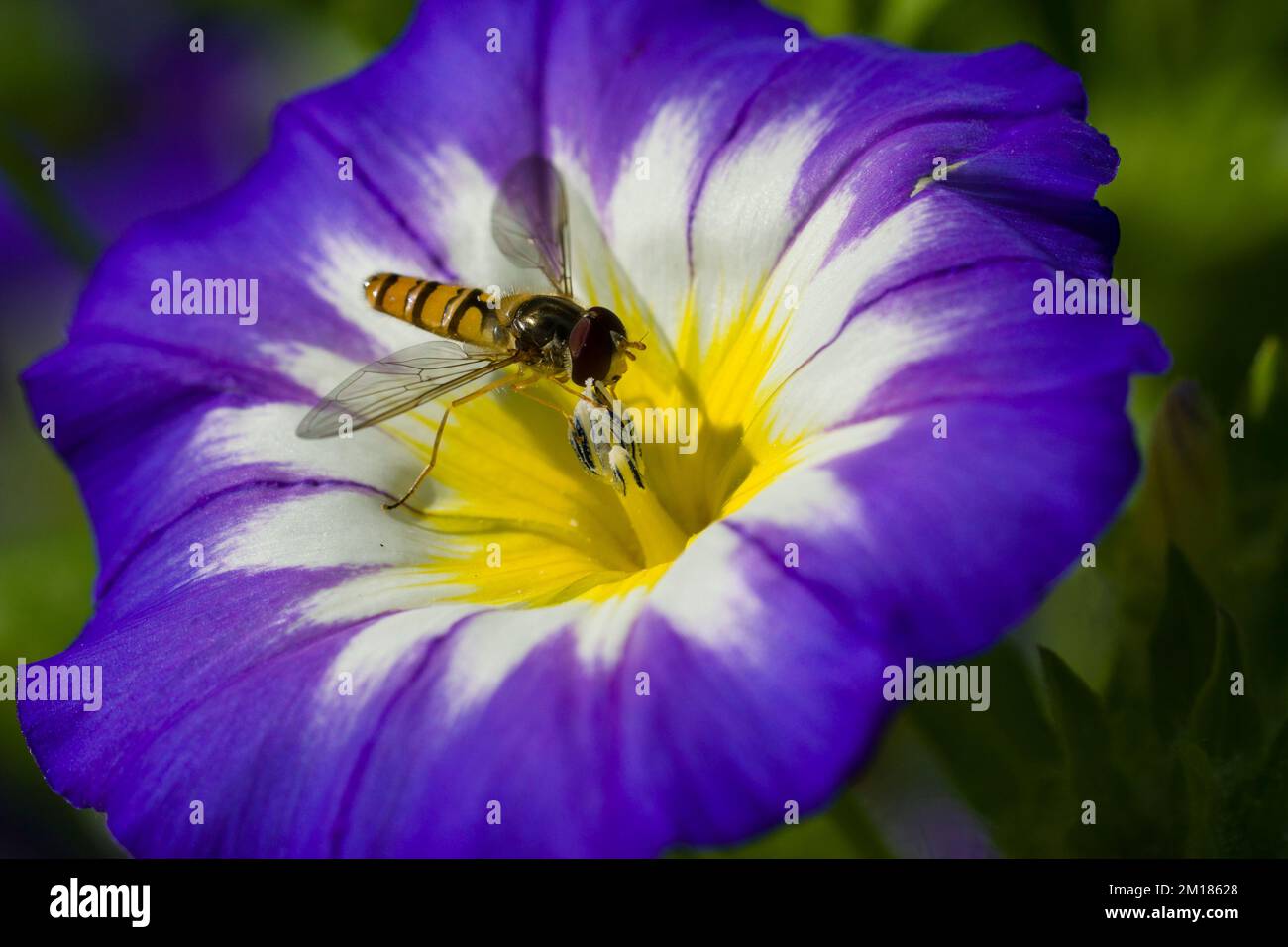 Ein gewöhnlicher Hoverfly (Eupeodes corollae) sammelt Nektar aus einer violett-weißen gelben Blüte Stockfoto
