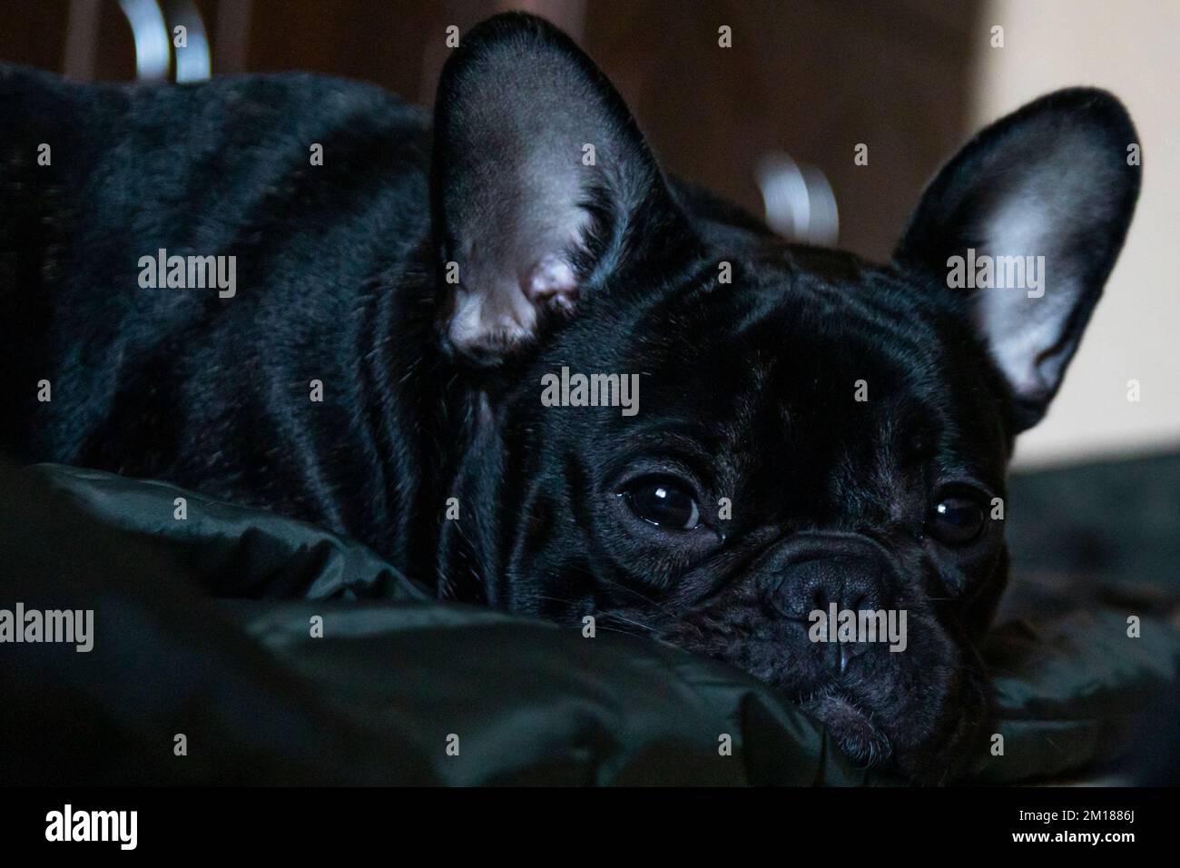 Der verschlafene französische Bulldogge liegt auf dem Bodenporträt Stockfoto