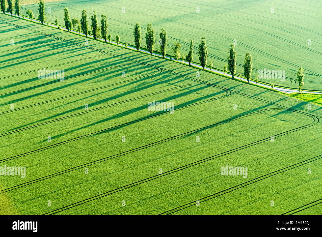 Eine Reihe von Poplar-Bäumen (Populus) erzeugt lange Schatten auf einem grünen Feld im letzten Licht des Tages Stockfoto