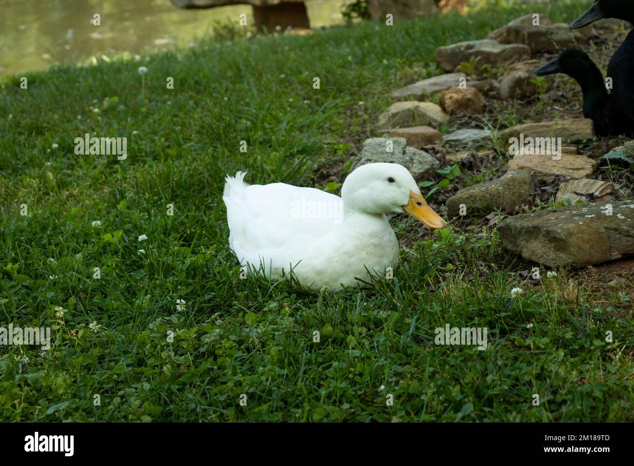 Die Ente sitzt auf dem Gras und zeigt nach rechts. Felsen im Hintergrund. Wasser im Hintergrund. Stockfoto