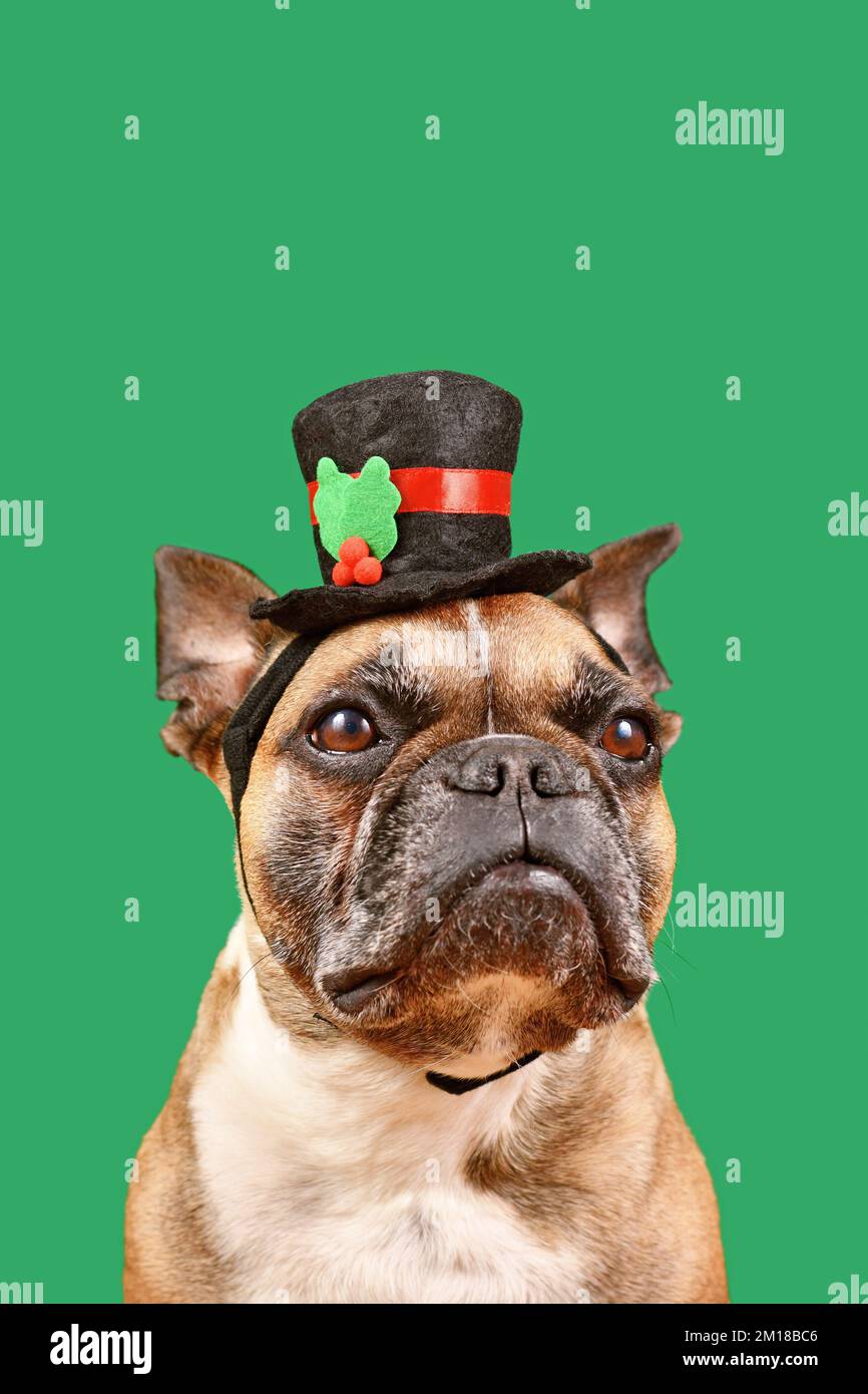 Französischer Bulldog mit Schneemannhut vor grünem Hintergrund Stockfoto