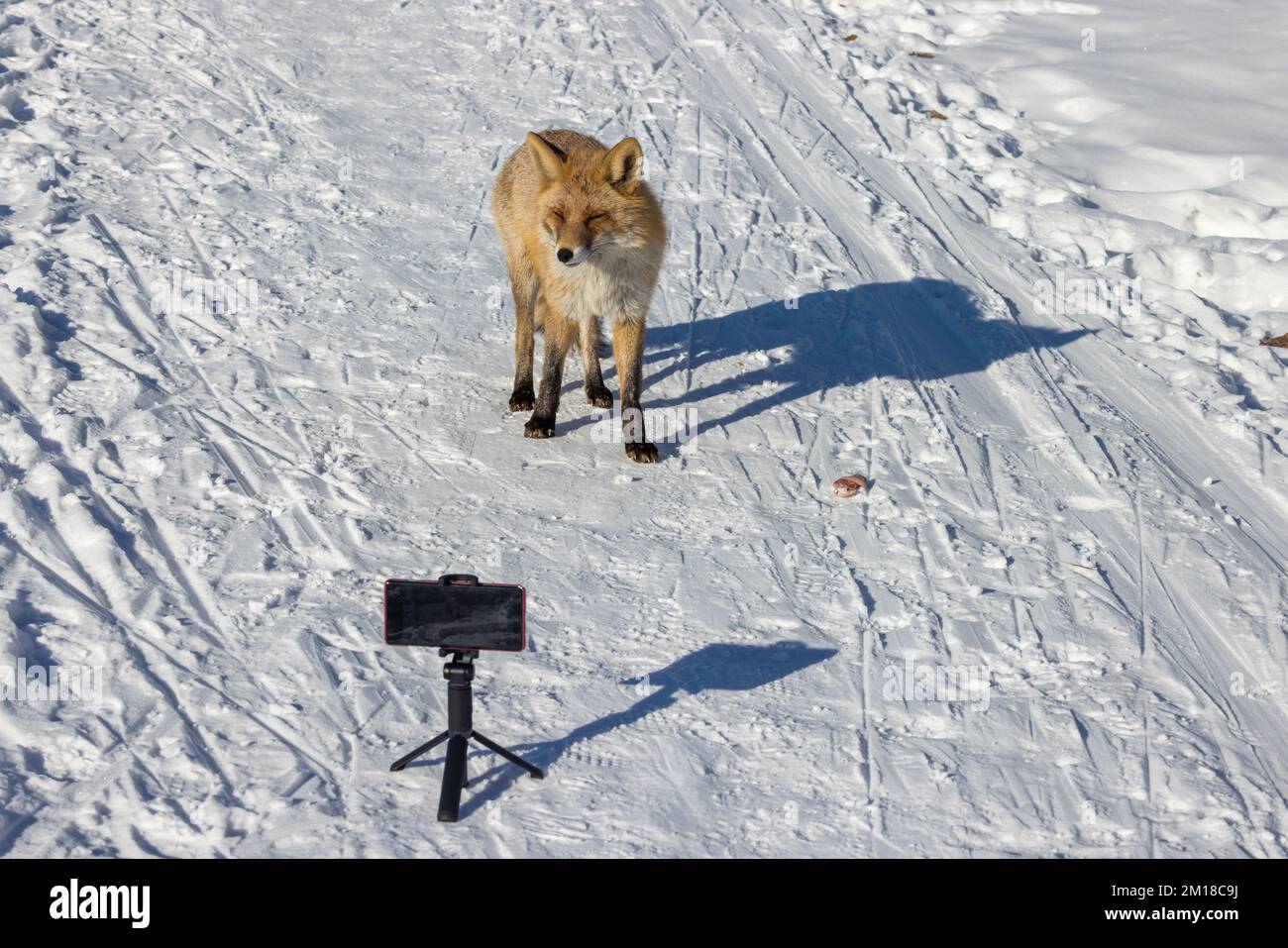 Vulpes vulpes. Ein städtischer Rotfuchs in Moskau, Russland. Stockfoto