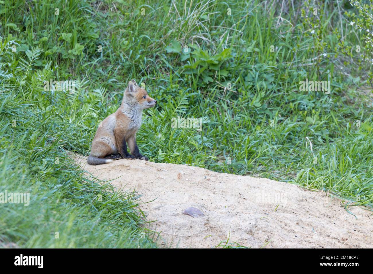 Vulpes vulpes, Rotfuchs. Russland, die Region Ryazan (Oblast Ryazanskaya), der Bezirk Pronsky, Kisva. Stockfoto