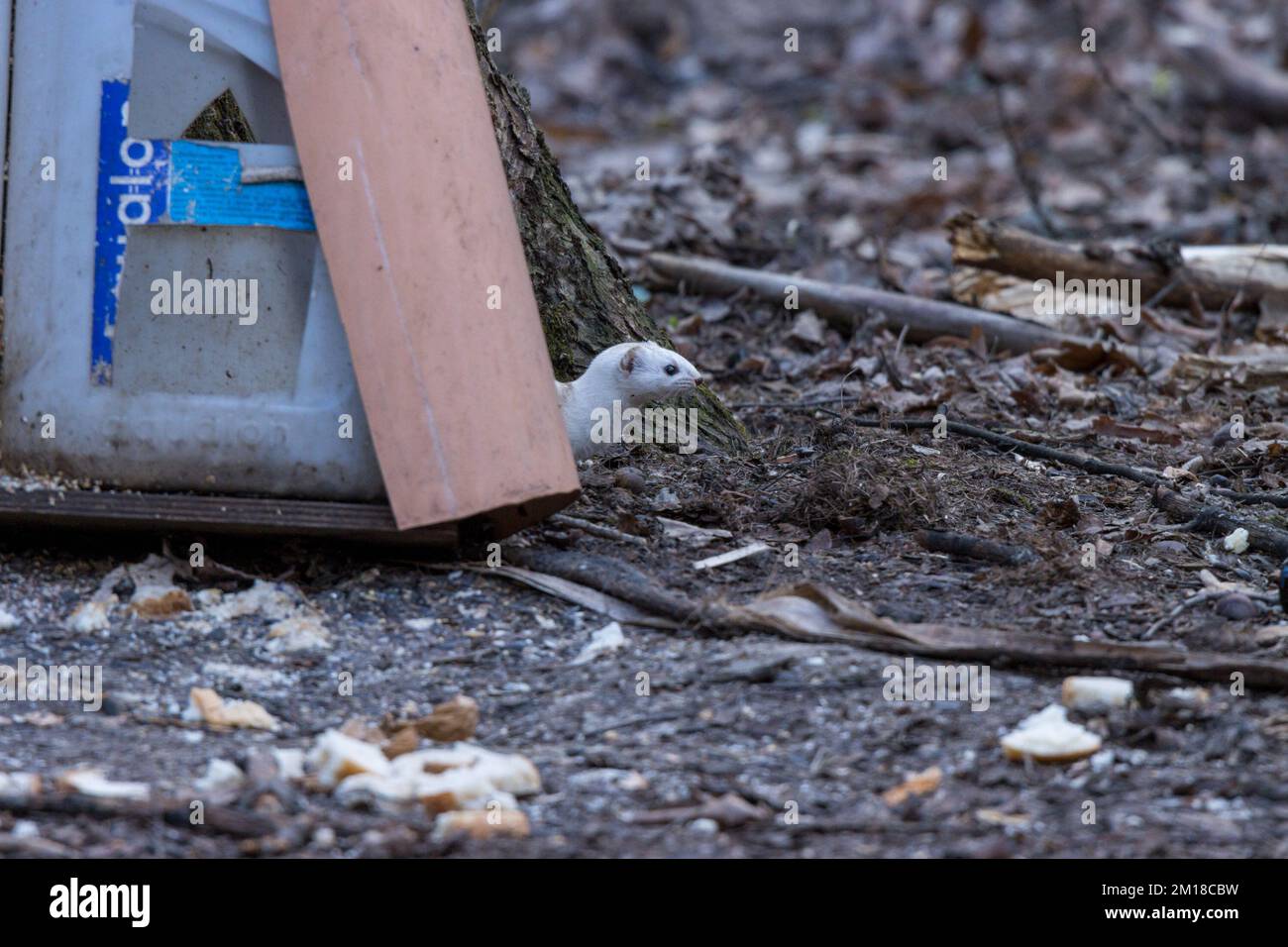 Mustela nivalis, am wenigsten Wiesel. Russland, Moskau Stockfoto