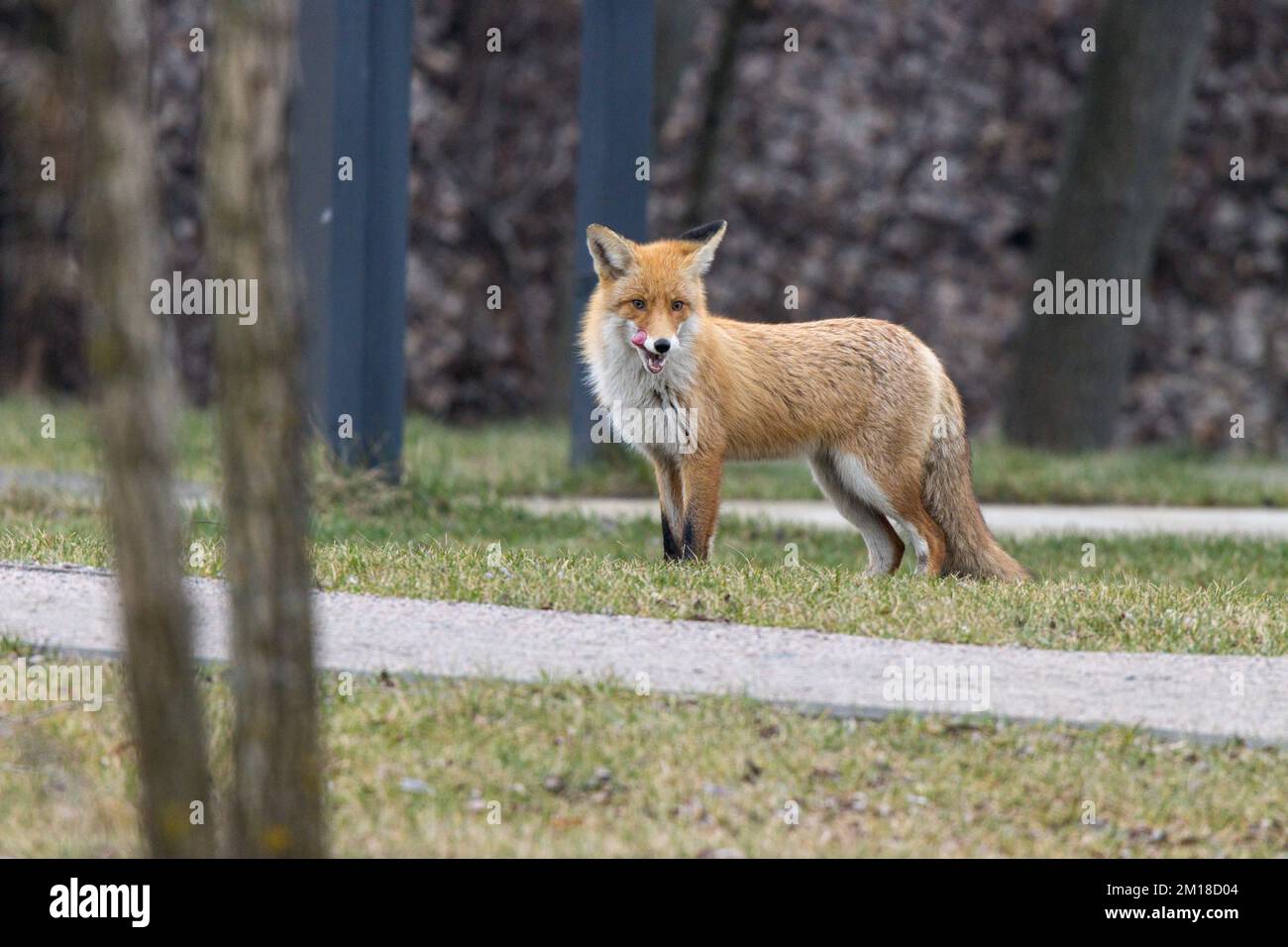 Vulpes vulpes. Ein städtischer Rotfuchs in Moskau, Russland. Stockfoto