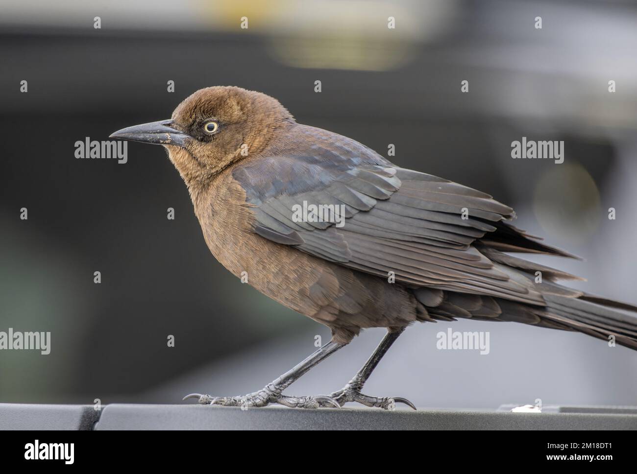 Weibliche Großschwanzgrackle, Quiscalus mexicanus, hoch oben auf dem Boot, im Winter. Stockfoto