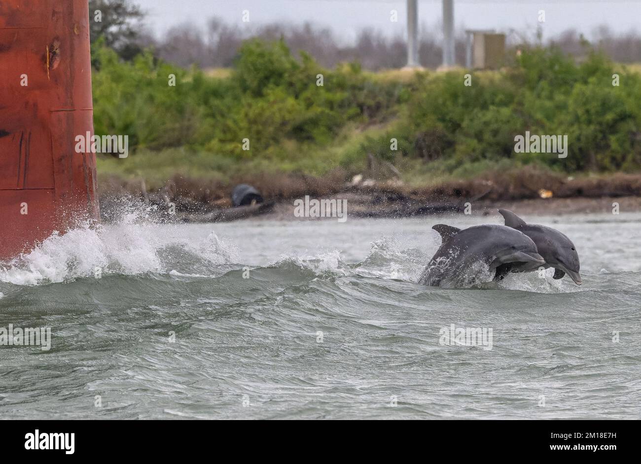 Große Tümmler, Tursiops truncatus, Tauchen und Spielen vor dem fahrenden Schiff. Port Aransas, Texas. Stockfoto