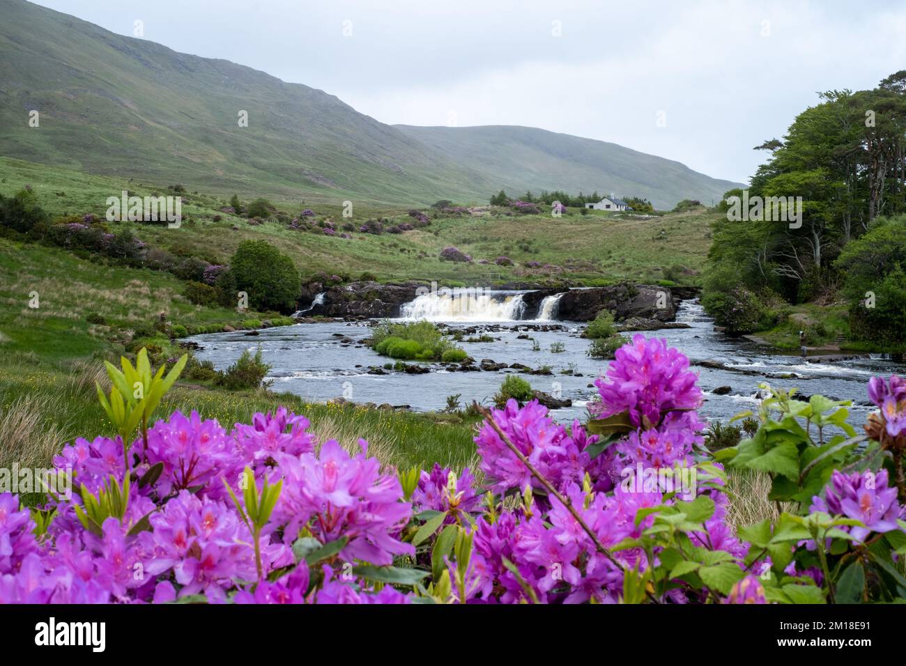 Irland, Grafschaft Mayo, Aasleagh Falls zwischen violetten Blumen. Stockfoto