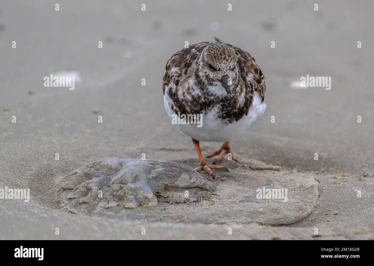Turnstone, Arenaria interpres, im Winter Gefieder, füttern von angespülten Mondquallen, Aurelia aurita, am Sandstrand. - Nach Texas. Stockfoto