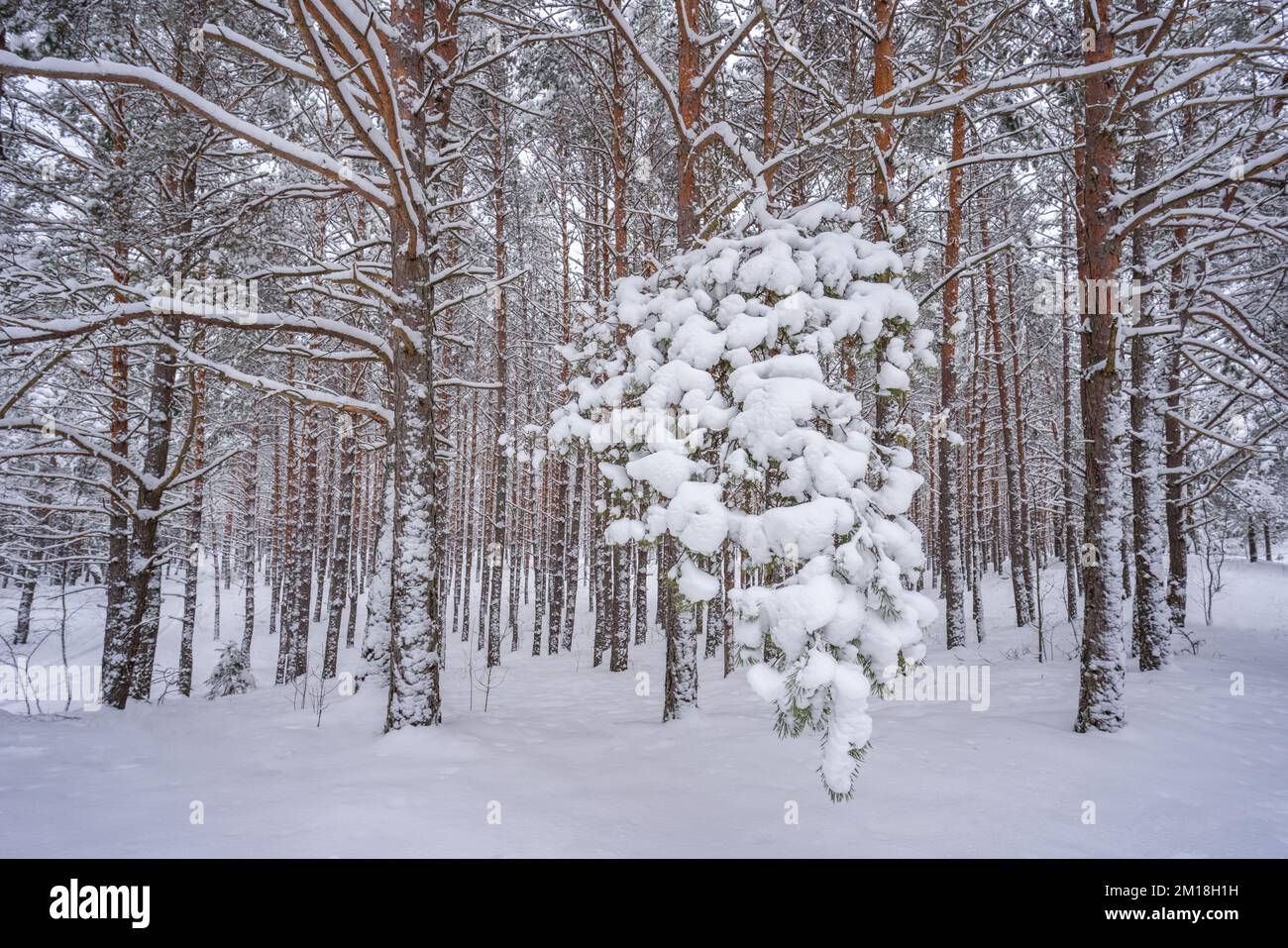 Schnee treibt auf einer jungen Pinie in einem Wald Stockfoto