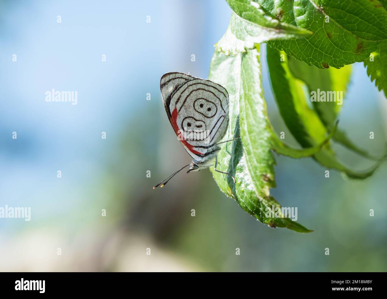 Annas 88 (Diaethria anna) Stockfoto