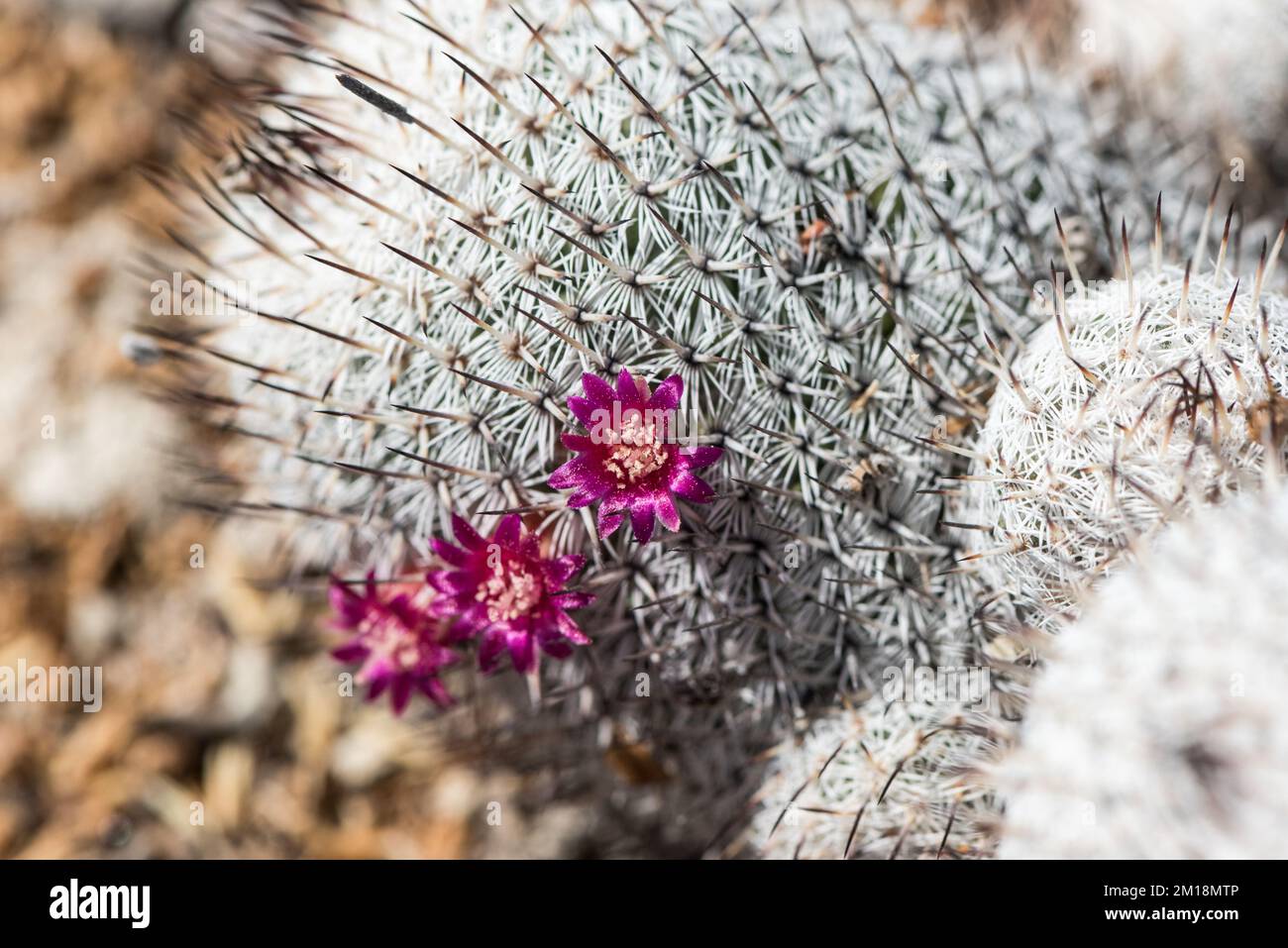 Blütenkaktus (Mammillaria haageana) Stockfoto