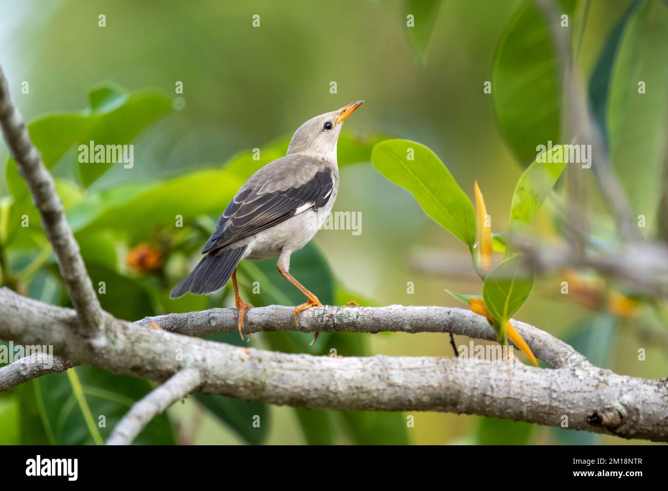 Nahaufnahme des Rotschnabelstars (Spodiopsar sericeus), der im Sommer an einem sonnigen Tag auf einer Filiale sitzt Stockfoto