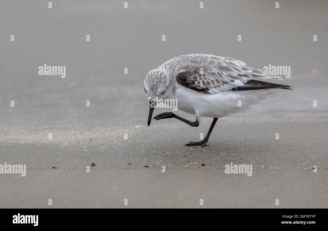 Sanderling, Calidris alba, am Sandstrand, kratzt sich selbst. Stockfoto