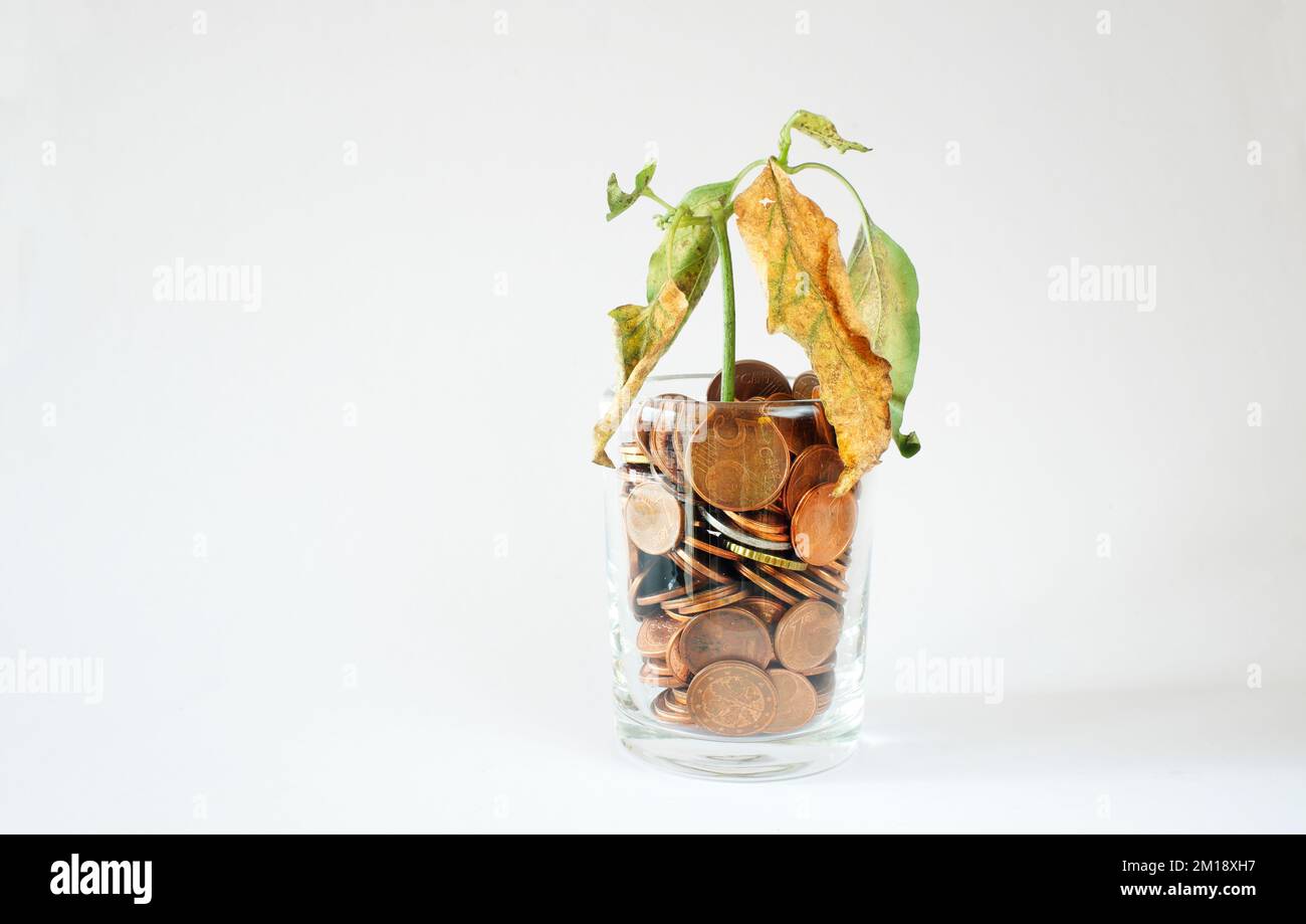 Ausgetrocknete Pflanze auf einem Haufen Münzen in einem Glas, Verlust persönlicher Ersparnisse, steigende Preise, Inflation und Symbol der globalen Finanzkrise Stockfoto