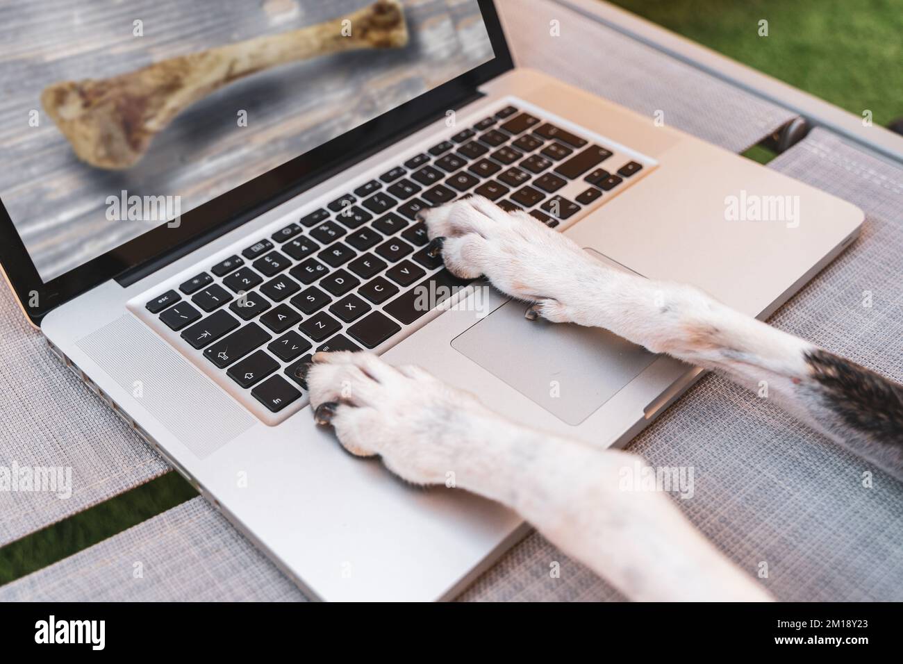 Ein Hund, der sich draußen auf einem Computermonitor ein Bild eines Knochens ansieht Stockfoto