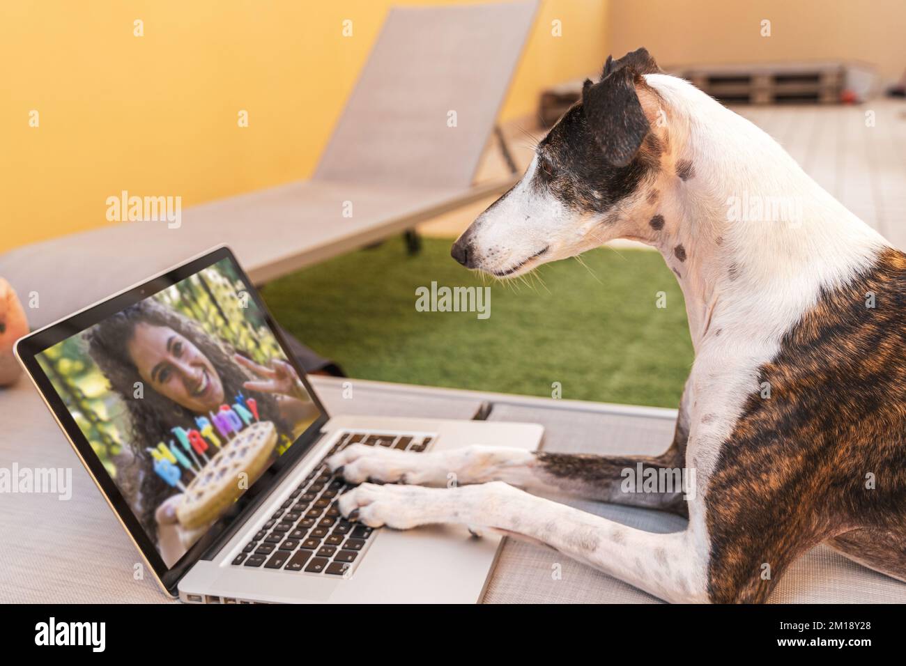 Ein kluger Hund, der auf das Bild seiner Geliebten schaut, wie er mit einem Kuchen von einem Computermonitor im Freien gefeiert wird Stockfoto