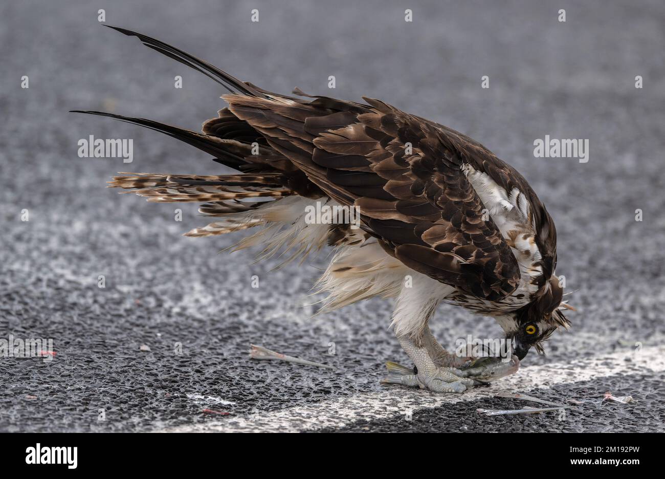 Osprey, Pandion haliaetus, Fütterung in einem geschützten Parkplatz am stürmischen Wintertag, South Padre, Texas. Stockfoto