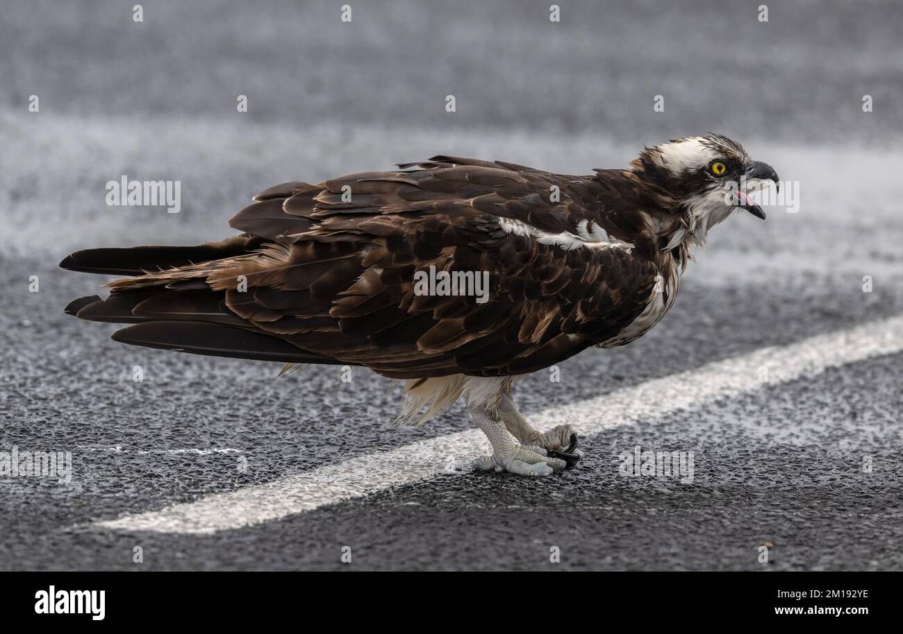 Osprey, Pandion haliaetus, Fütterung in einem geschützten Parkplatz am stürmischen Wintertag, South Padre, Texas. Stockfoto