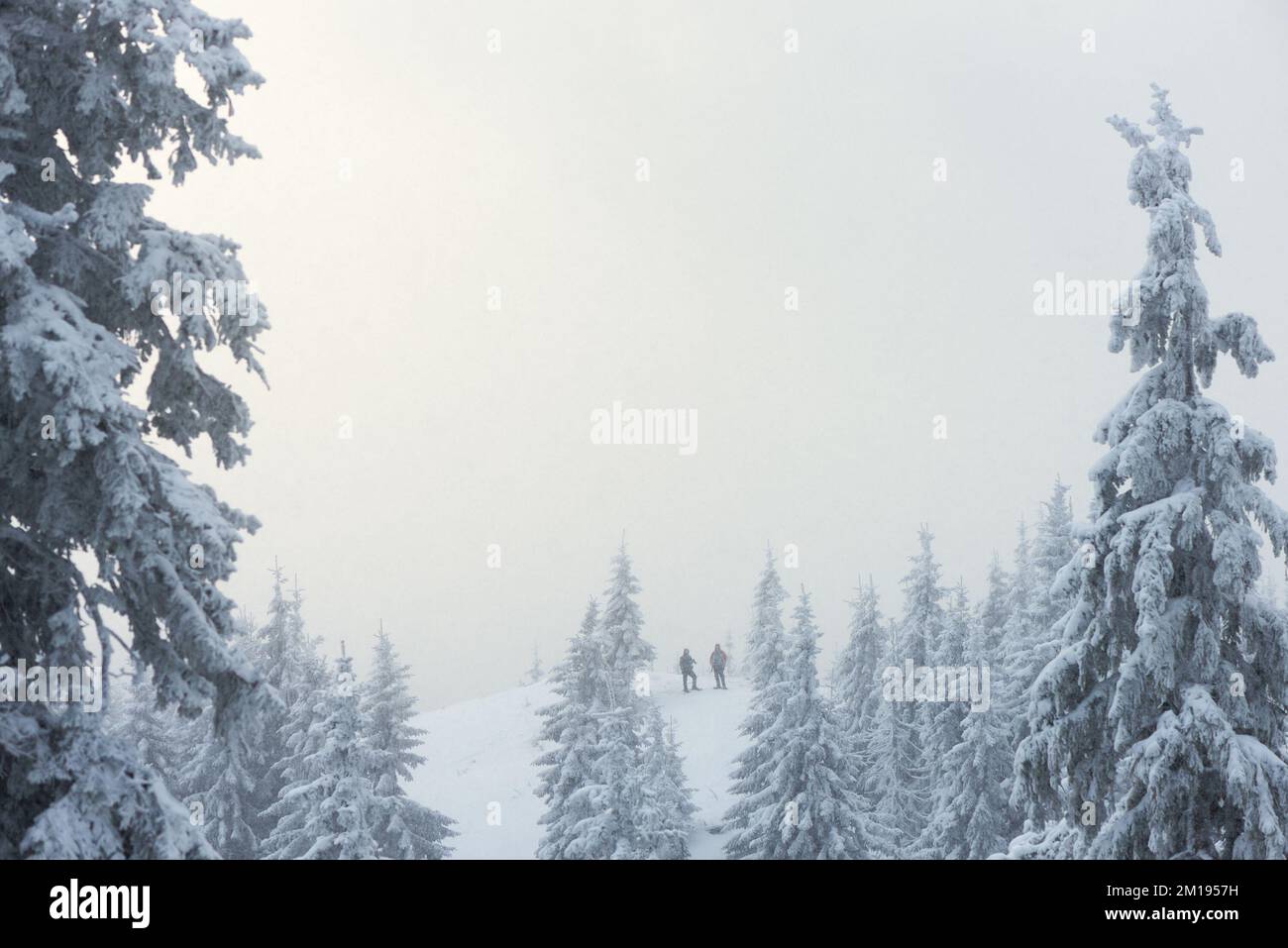 Zwei Wanderer stehen auf einem Hügel auf einer Winterwanderung in einem schneebedeckten Bergwald Stockfoto