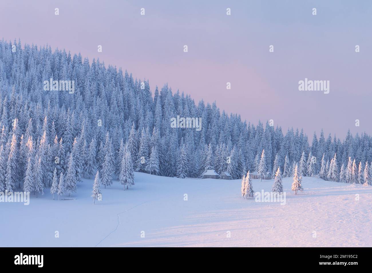 Wintermorgendslandschaft mit einem Fichtenwald bedeckt mit Schnee auf einem Berghang Stockfoto