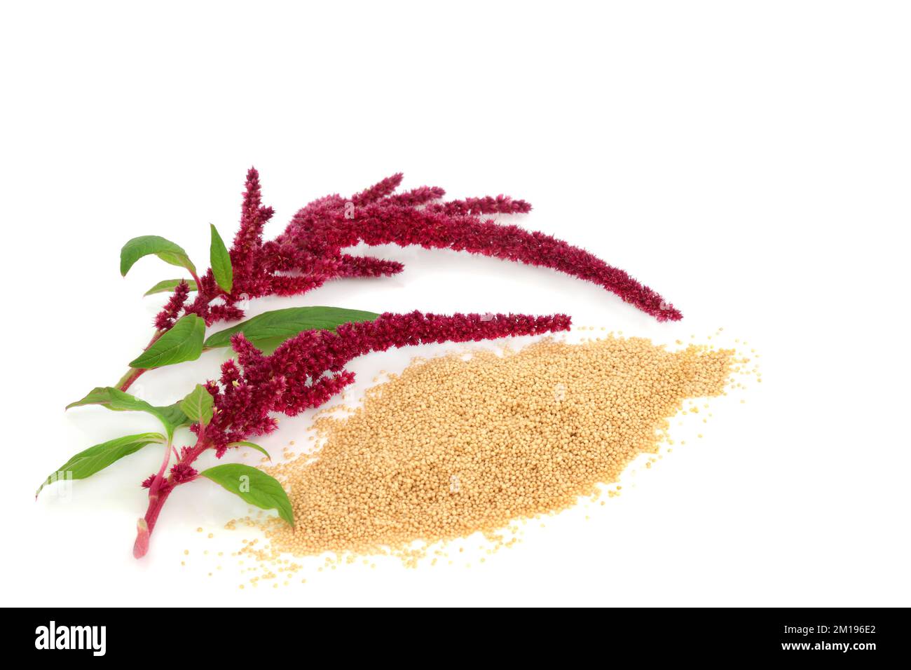 Amaranth-getrocknetes Korn und amaranthus-Pflanze in Blüte. Nährend Gesundheit Lebensmittel glutenfrei, reich an Antioxidantien, Protein und Mikronährstoffen. Stockfoto