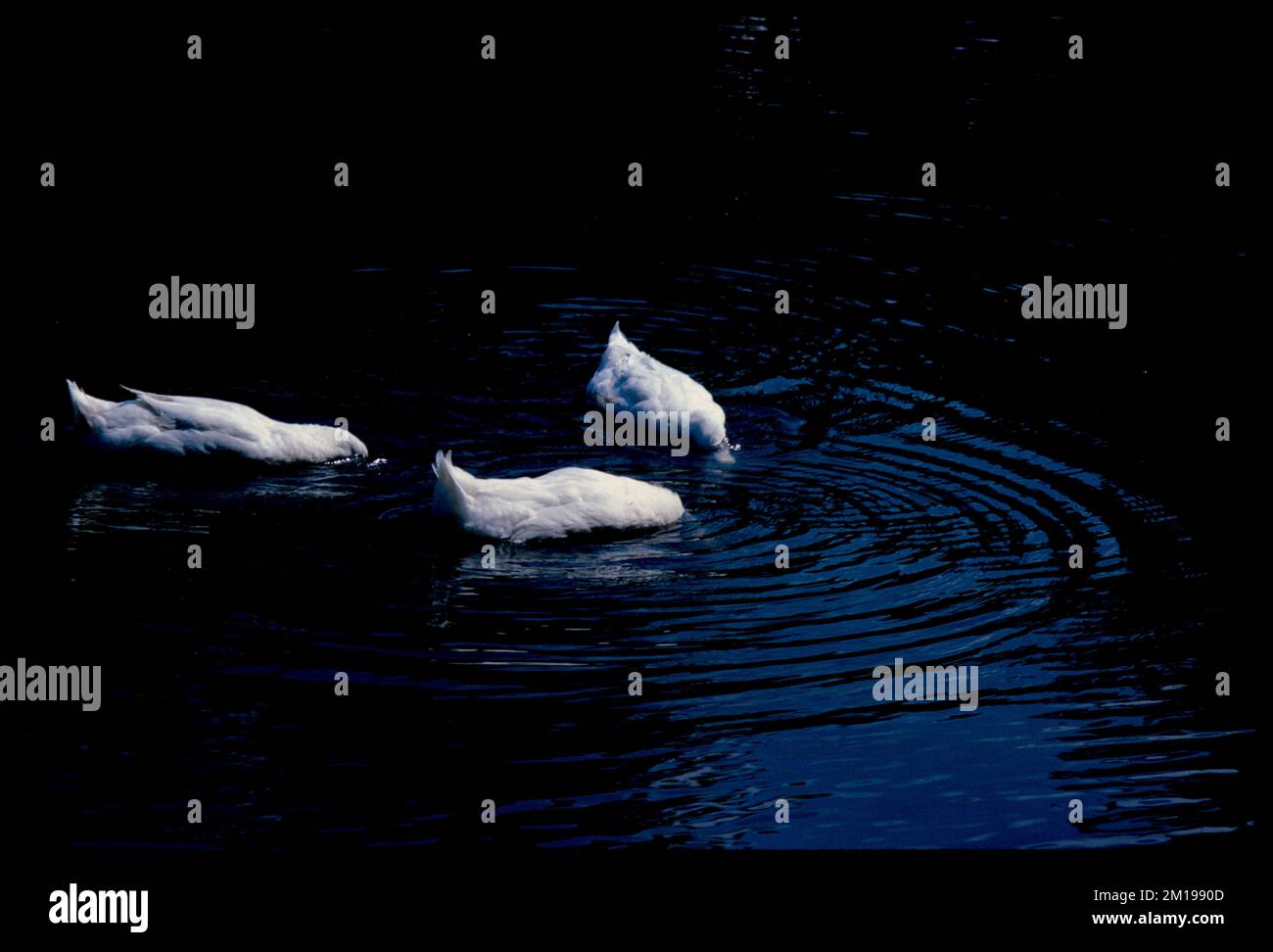 Drei weiße Vögel im Wasser, mit ihren Köpfen unter Wasser, Vögel. Edmund L. Mitchell Kollektion Stockfoto Drei weiße Vögel im Wasser, mit ihren Köpfen unter Wasser, Vögel. Edmund L. Mitchell Kollektion Stockfoto