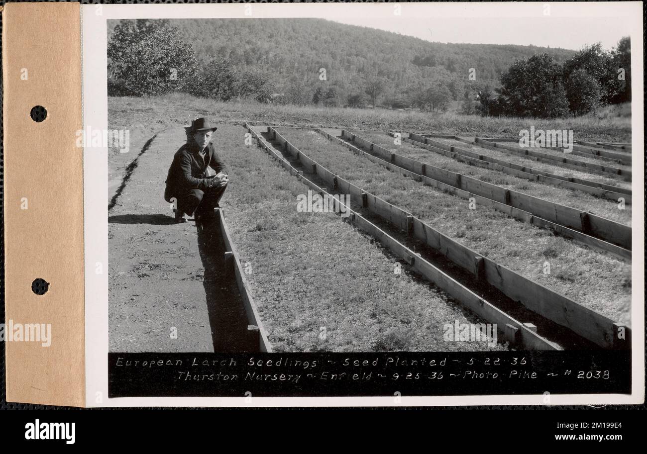 Thurston Nursery, European larch Seedlings, Saatgut, gepflanzt am 22. Mai 1936, Enfield, Mass., 25. September, 1936 : Parzelle Nr. 289-25 , Wasserwerke, Reservoirs, Wasserverteilungsstrukturen, Forstwirtschaft, Baumschulen, Gartenbau Stockfoto