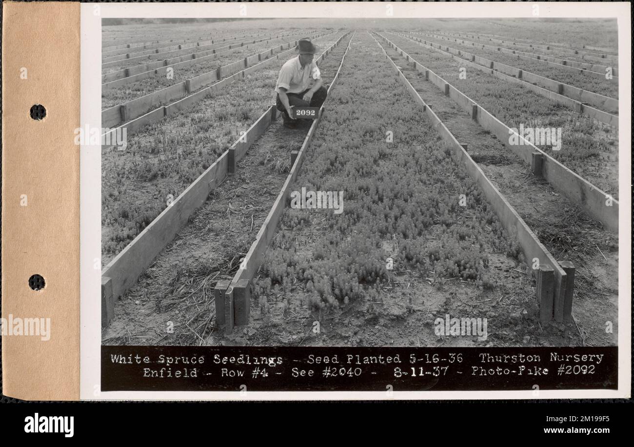 Thurston Nursery, Weiße Fichtenkeimlinge, Samen, gepflanzt am 16. Mai 1936, Zeile 4, Enfield, Mass., 11. Aug. 1937 : Parzelle Nr. 289-25 , Wasserwerke, Reservoirs, Wasserverteilungsstrukturen, Forstwirtschaft, Baumschulen, Gartenbau Stockfoto