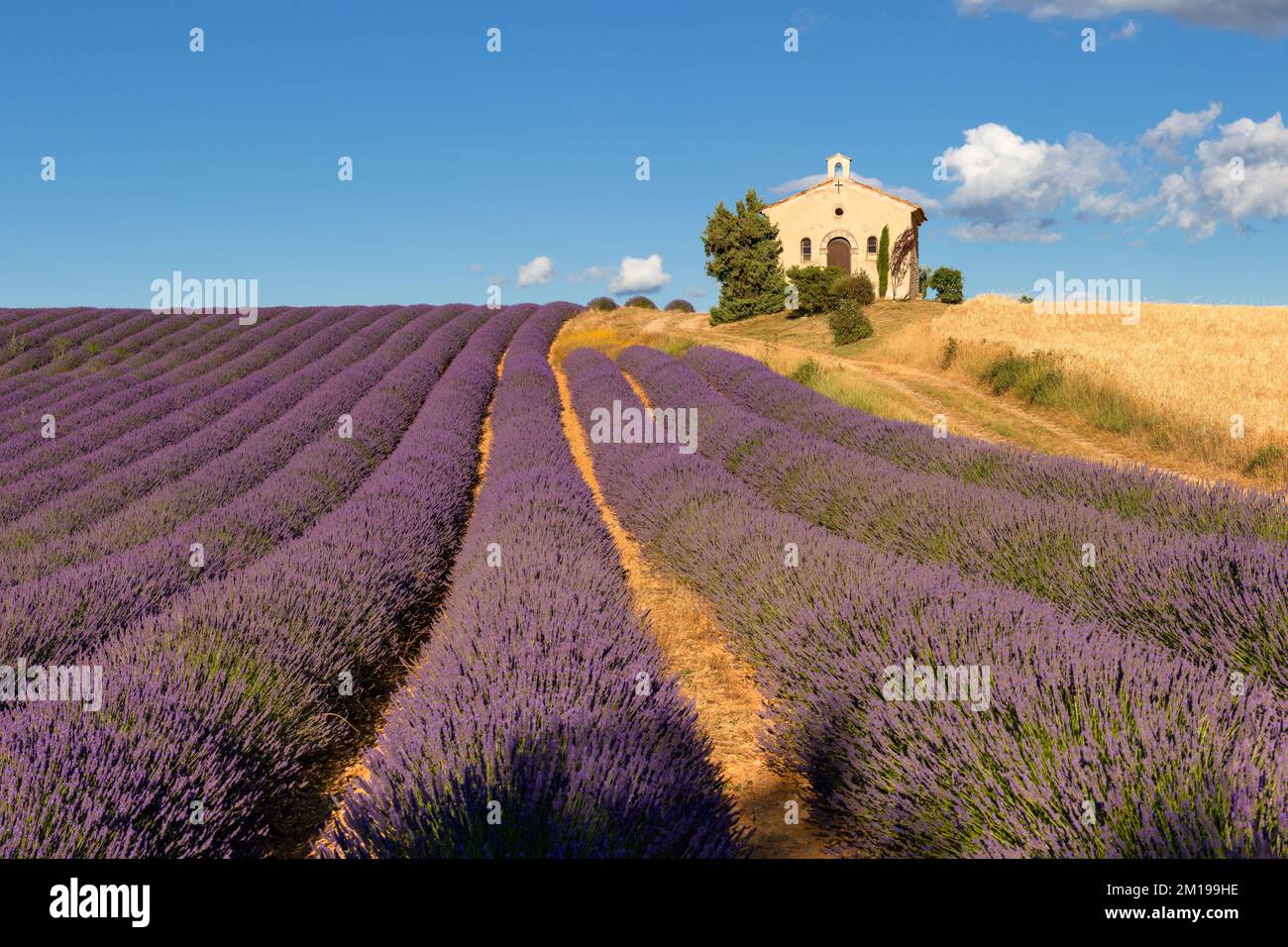 Lavendelfelder und Entrevennes-Kapelle in der Provence. Alpes-de-Haute-Provence, Frankreich Stockfoto