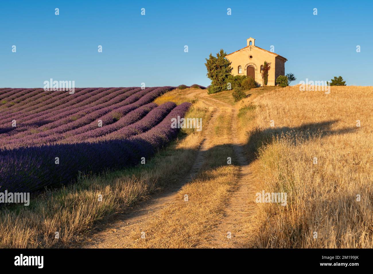 Sommer in der Provence mit Lavendel- und Weizenfeldern. Entrevennes-Kapelle in den Alpes-de-Haute-Provence, Frankreich Stockfoto