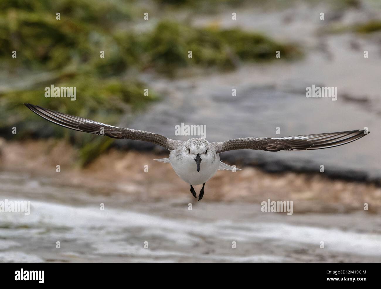 Sanderling, Calidris alba, im Flug, Ankunft an der Tideline, Winter. Stockfoto